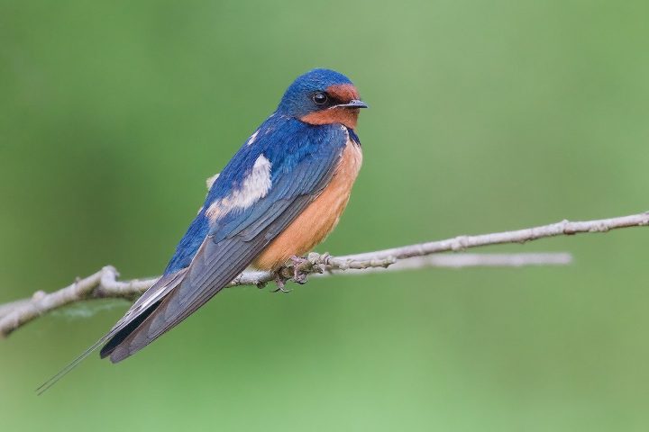 Photo of a barn swallow