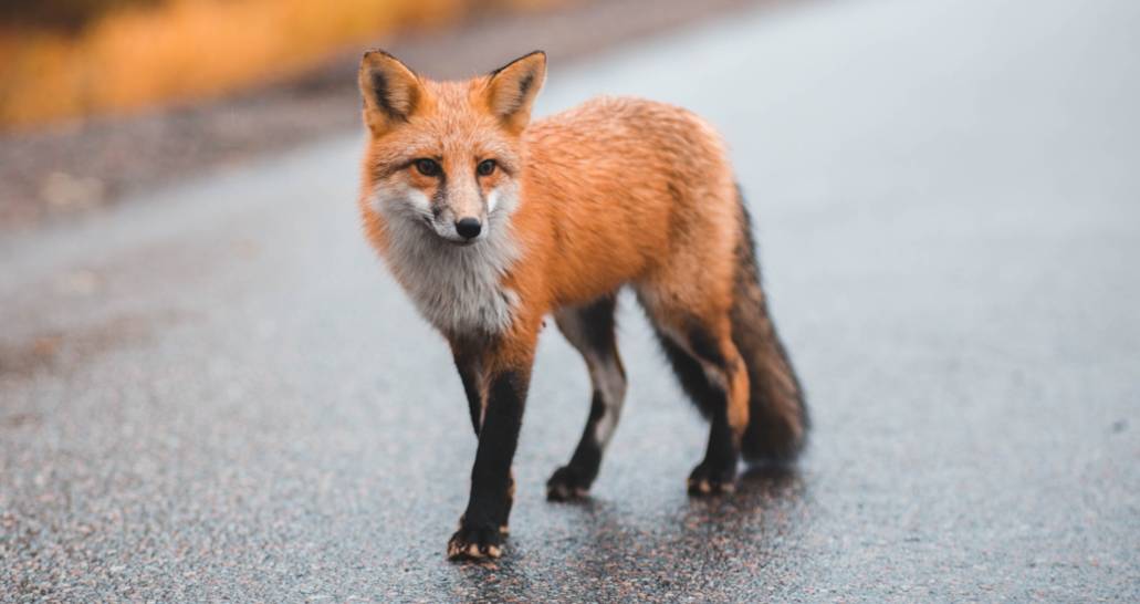 Cover image: Photo of fox walking on a road